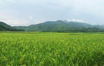 田园风光